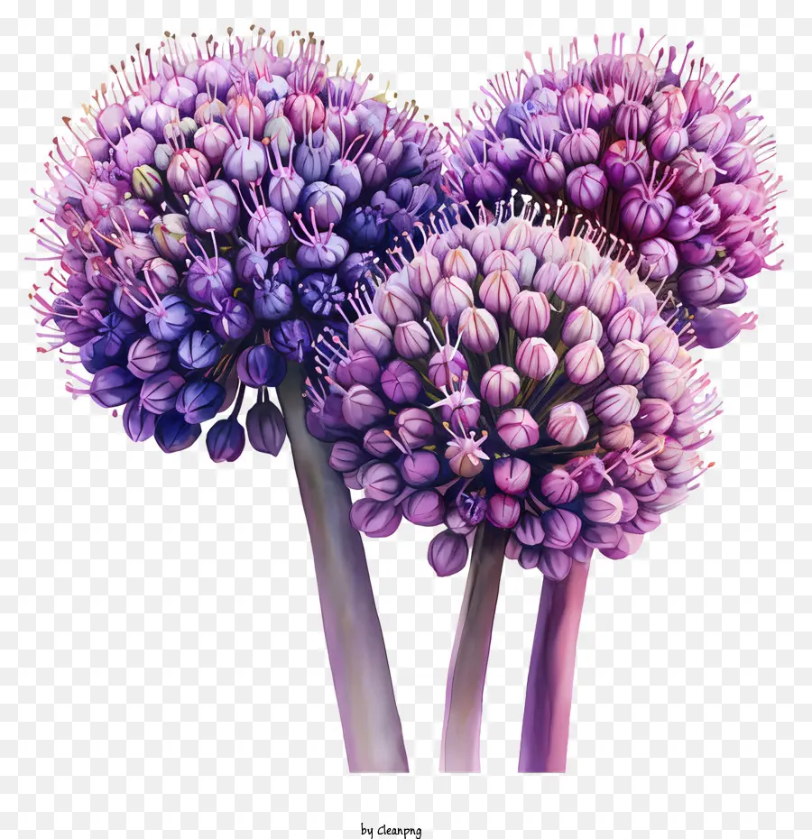 Allium giganteum Purple Onion bóng đèn xanh lá cây màu tím - Nhóm hành tây màu tím với lá xanh