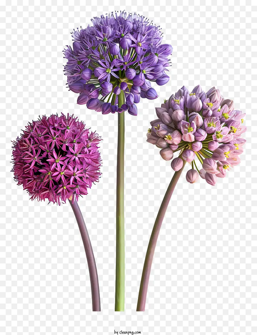 Edible flowers