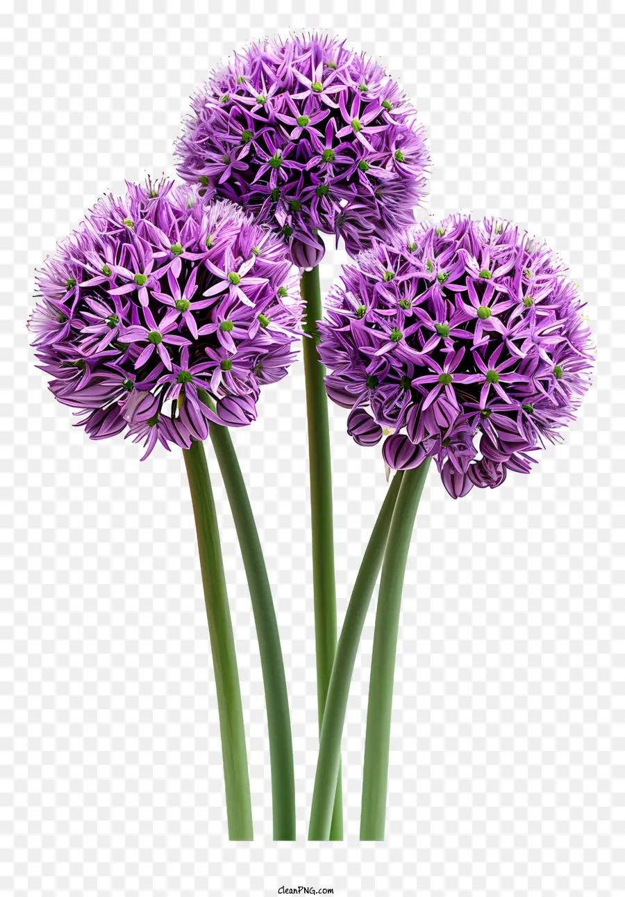 Allium Giganteum Purpur Zwiebeln Nahaufnahme grüne Stiele dreieckige Bildung - Nahaufnahme von 3 lila Zwiebeln im Dreieck