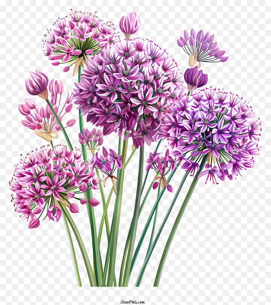 Allium giganteum lila Zwiebeln Bouquet Stielks Blätter - Blumenstrauß mit lila Zwiebeln mit gekräuselten Blättern