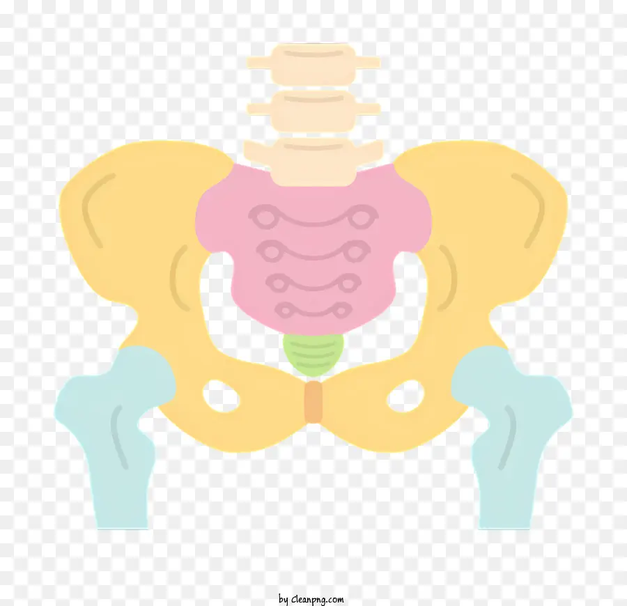 health hip joint pelvis ileum sacrum