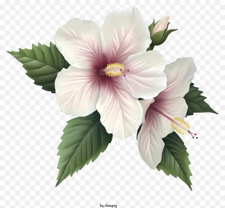 realistic rose of sharon hibiscus flowers white hibiscus pink center white center