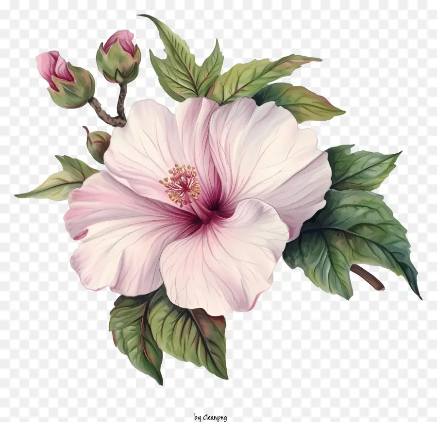 hoa hồng - Bức tranh Hibiscus màu hồng rực rỡ hoàn hảo cho thiên nhiên