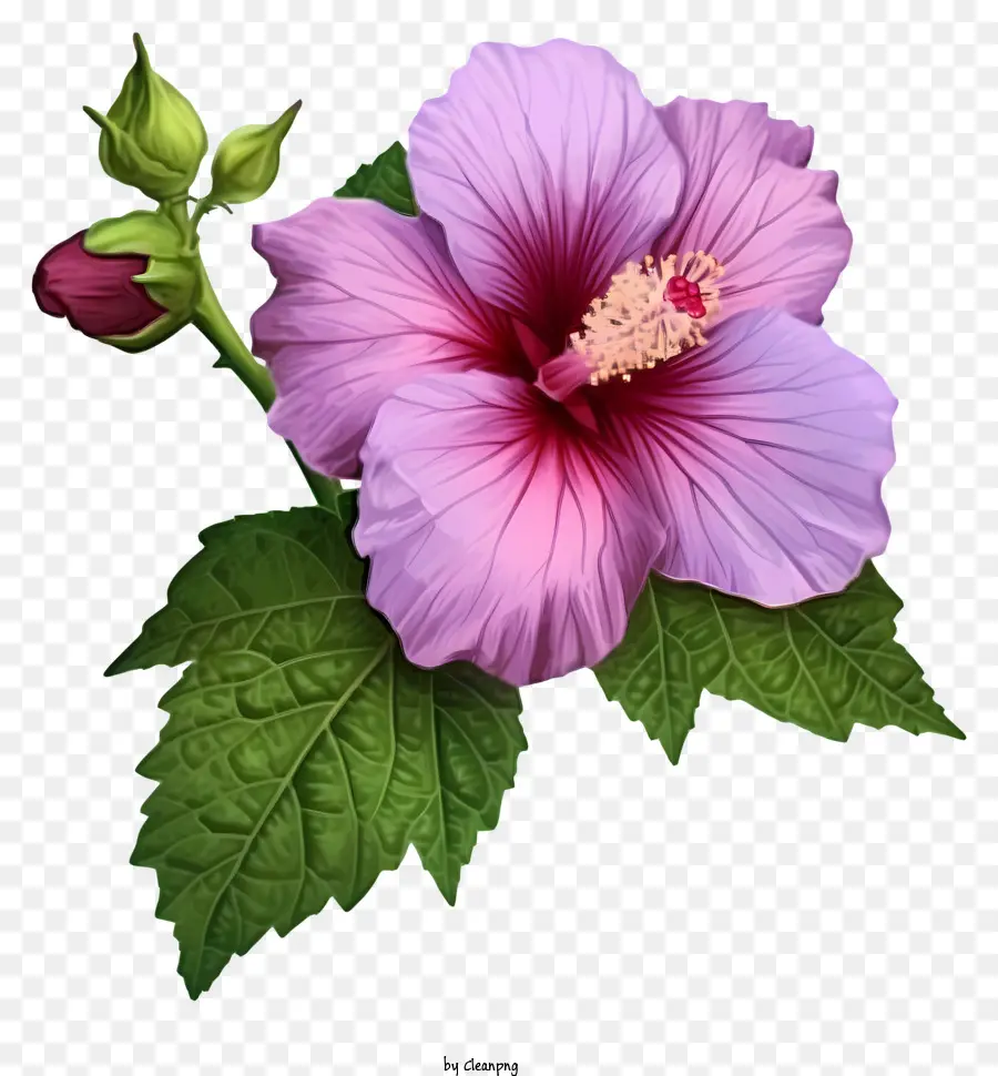 Cartoon Rose von Sharon Pink Hibiscus Blume Nahaufnahme grüne Blätter dunkelviolettes Zentrum - Nahaufnahme der rosa Hibiskusblume mit grünen Blättern