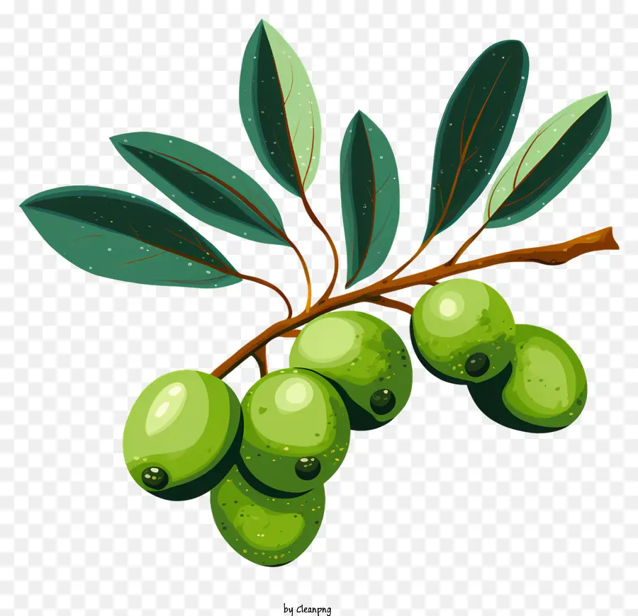 Handgezogene Olivenzweige Grüne Oliven reife Oliven frische Oliven Oliven auf Zweigstellen - Frische, reife Oliven im Zweig mit Wassertröpfchen
