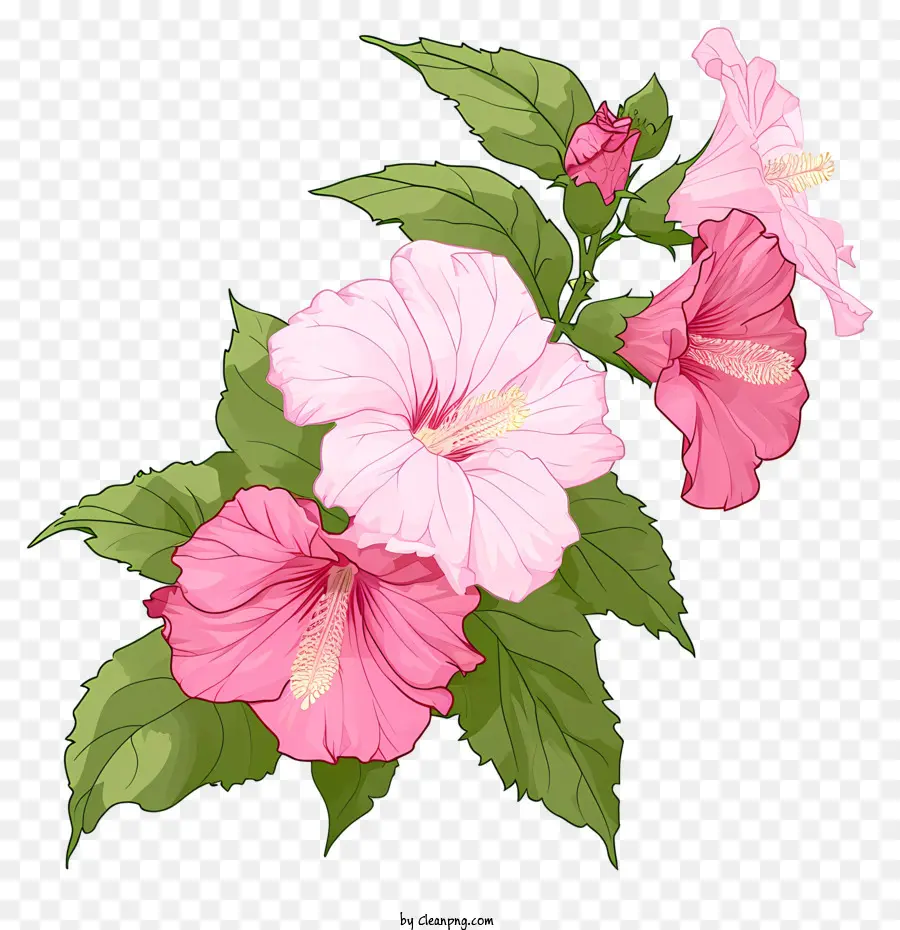 isometrischer Stil Rose von Sharon Pink Hibiscus Blumen Grüne Blätter Bouquet - Skizze von rosa Hibiskusblumen auf schwarzem Hintergrund