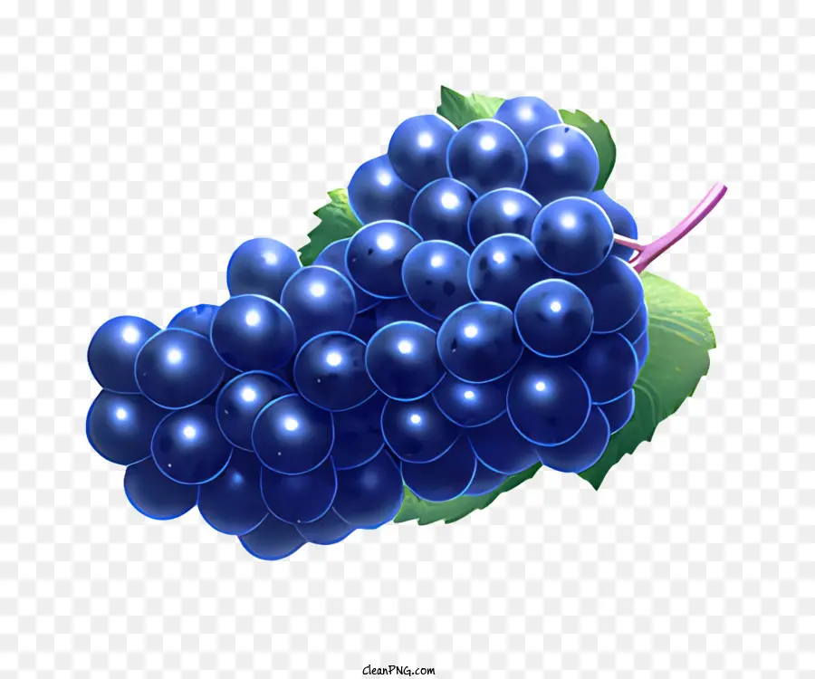 frutta uva blu scuro cluster di uva uva grassoccio tondo - Uva sana e paffuta su gambo verde e robusto