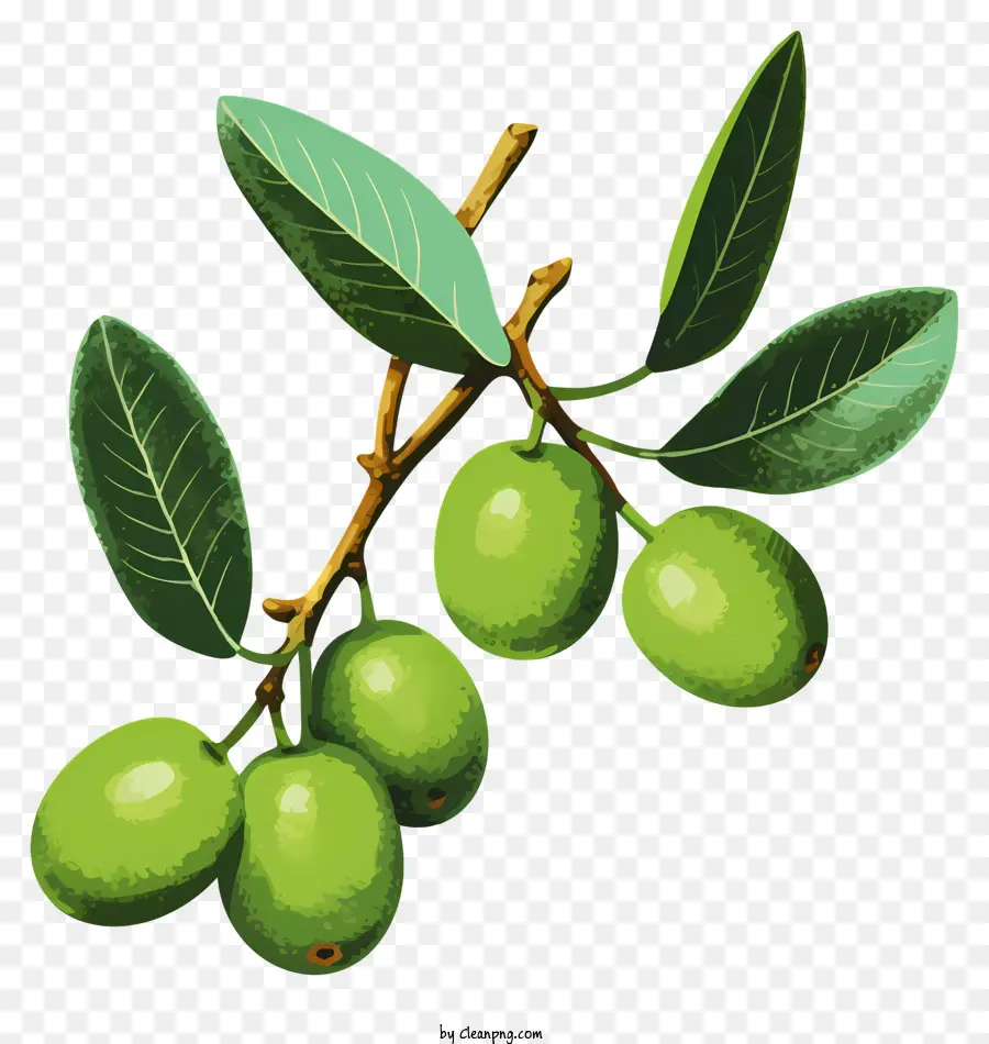 Handgezogene Olivenzweige Olivenbäume Grüne Oliven reife Olivenzweige von Olivenbäumen - Reife Oliven auf dem grünen Zweig gegen schwarzen Hintergrund