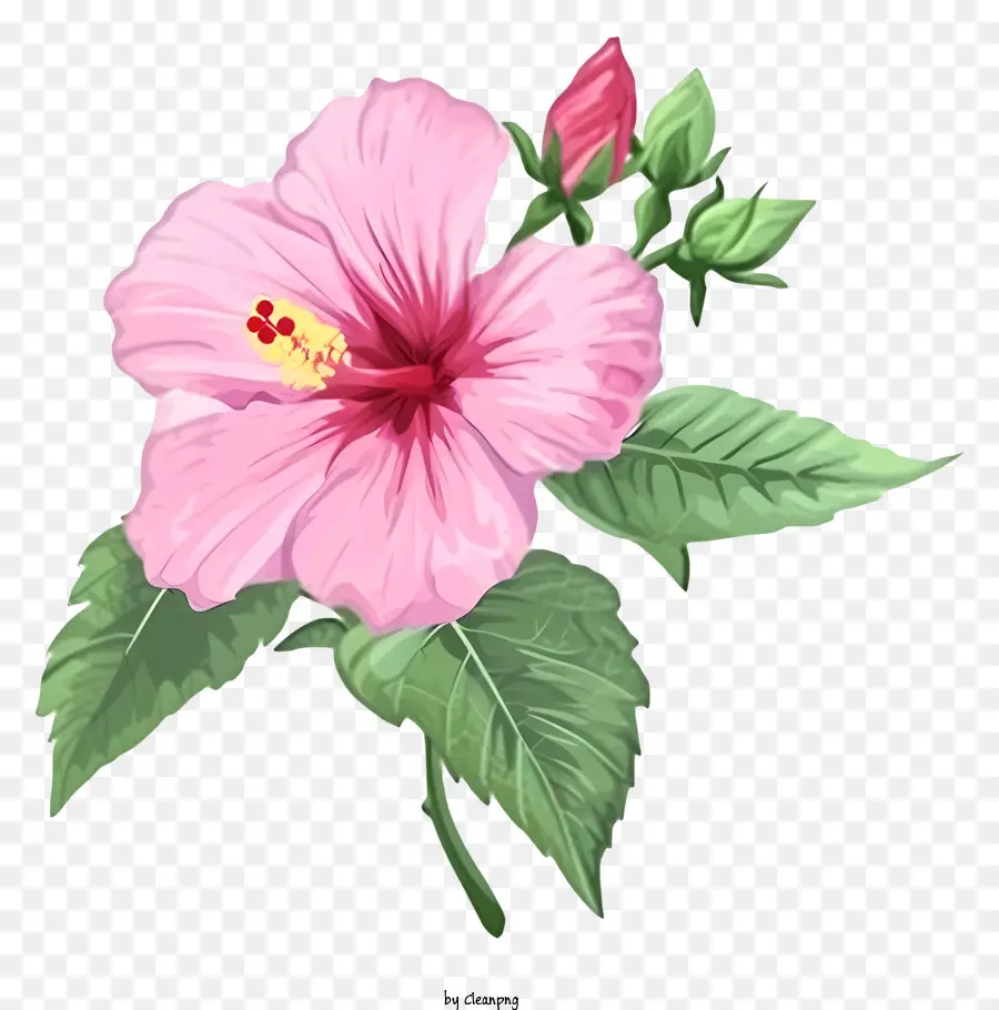 Minimalisierter flacher Vektor illustrieren Rose von Sharon Pink Hibiscus Blume Vollblüte - Pink Hibiskusblume in voller Blüte mit Blättern