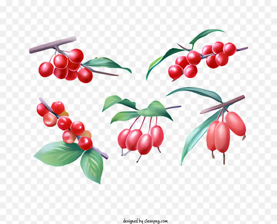 Fruit Red Berries Cluster di bacche succose bacche di colore rosso vibrante - Cluster di vibranti bacche rosse sul ramo
