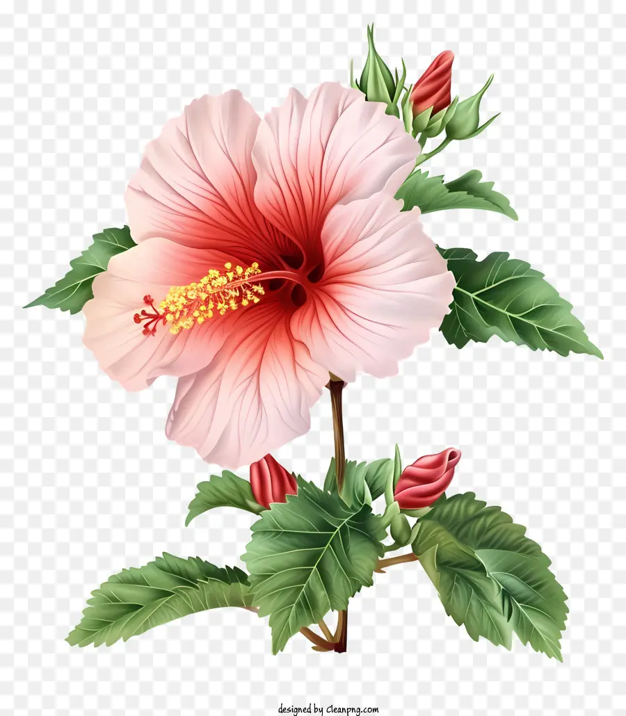 rose of sharon illustrate pink hibiscus flower floral stem flower facing right hibiscus leaves