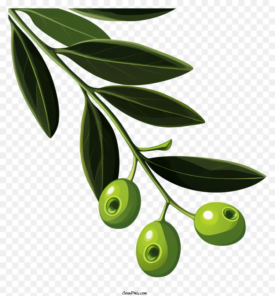 flache Olivenzweige Olivenzweig Grüne Blätter Olivenfrüchte dunkelgrüne Farbe - Olivenzweig mit Früchten auf schwarzem Hintergrund