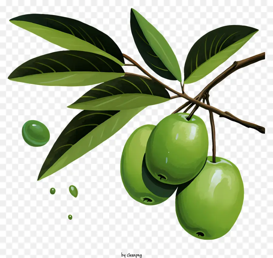 cây ô liu - Hình ảnh thực tế của ô liu xanh trên một nhánh