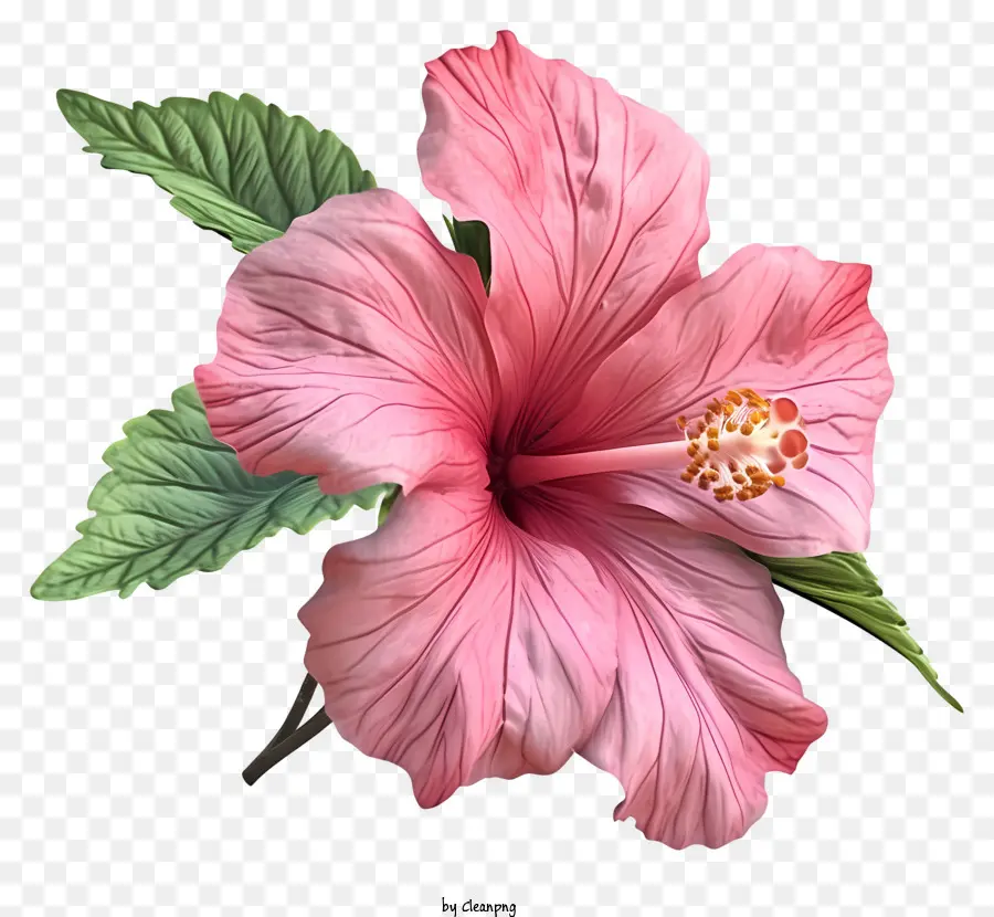 PSD 3D Rose Of Sharon Pink Hibiscus Flower Cận cảnh hoa Hibiscus hoa màu đen Trung tâm hoa Hibiscus - Cận cảnh hoa Hibiscus màu hồng nở hoa