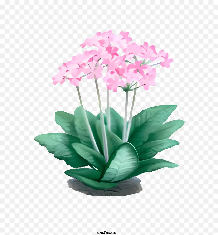 flower small plant pink flowers green leaves stems