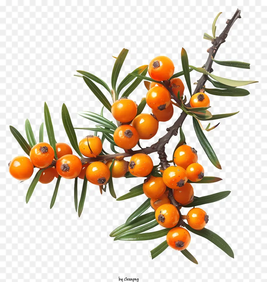 lá cây chi nhánh dầu-buckthorn - Quả cam sáng treo trên cành cây