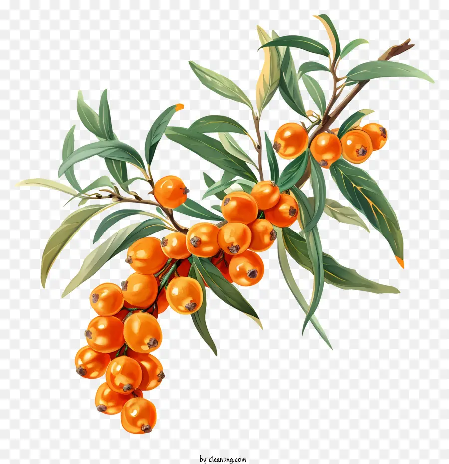 ramo di albero - Semplice dipinto in bianco e nero di un ramo con bacche arancioni
