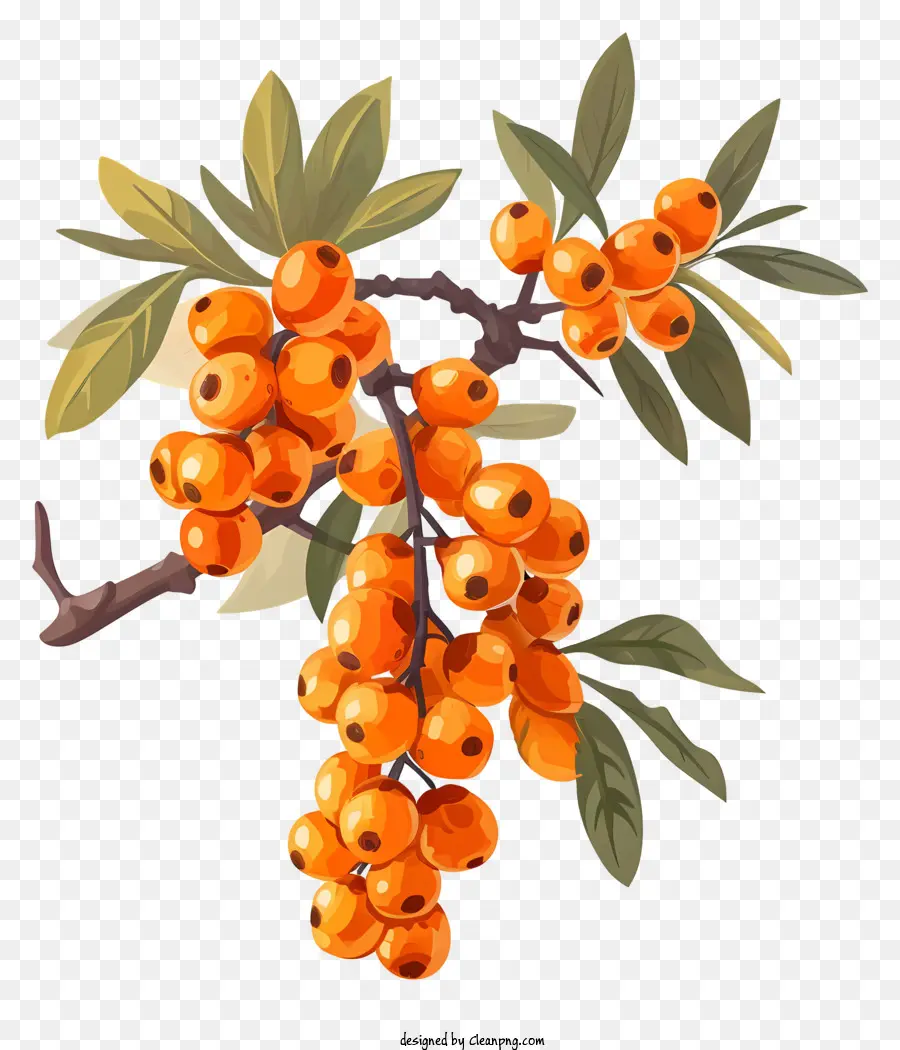 sea-buckthorn oil orange berries tree branches shiny berries glossy berries