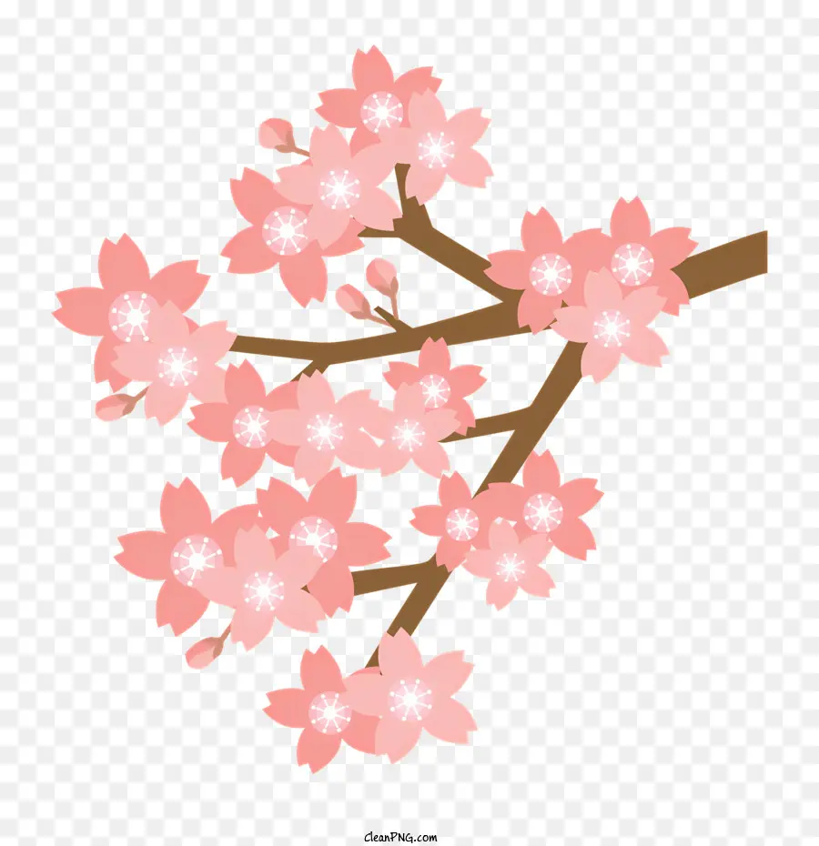 fiore di ciliegio - Albero di fiori di ciliegio con fiori rosa in via di sviluppo