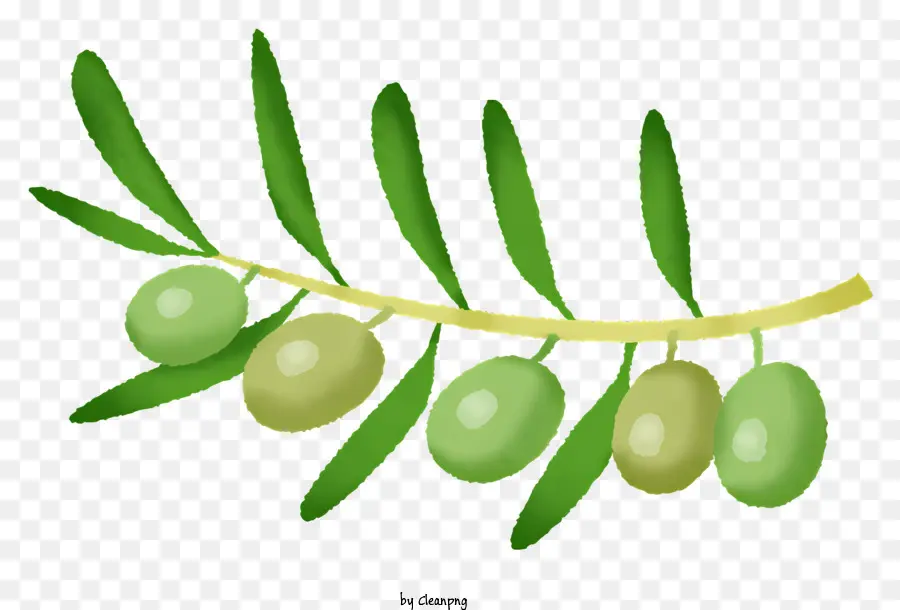 olivo - Ramo di ulivi con foglie verdi e olive mature