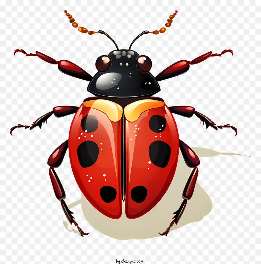 coccinella - Ladybug nera e rossa associata alla buona fortuna