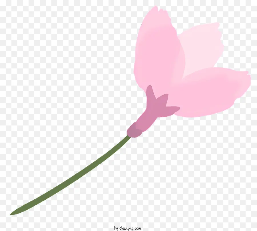 rosa Blume - Rosa Blumenknospen bereit, bald zu blühen