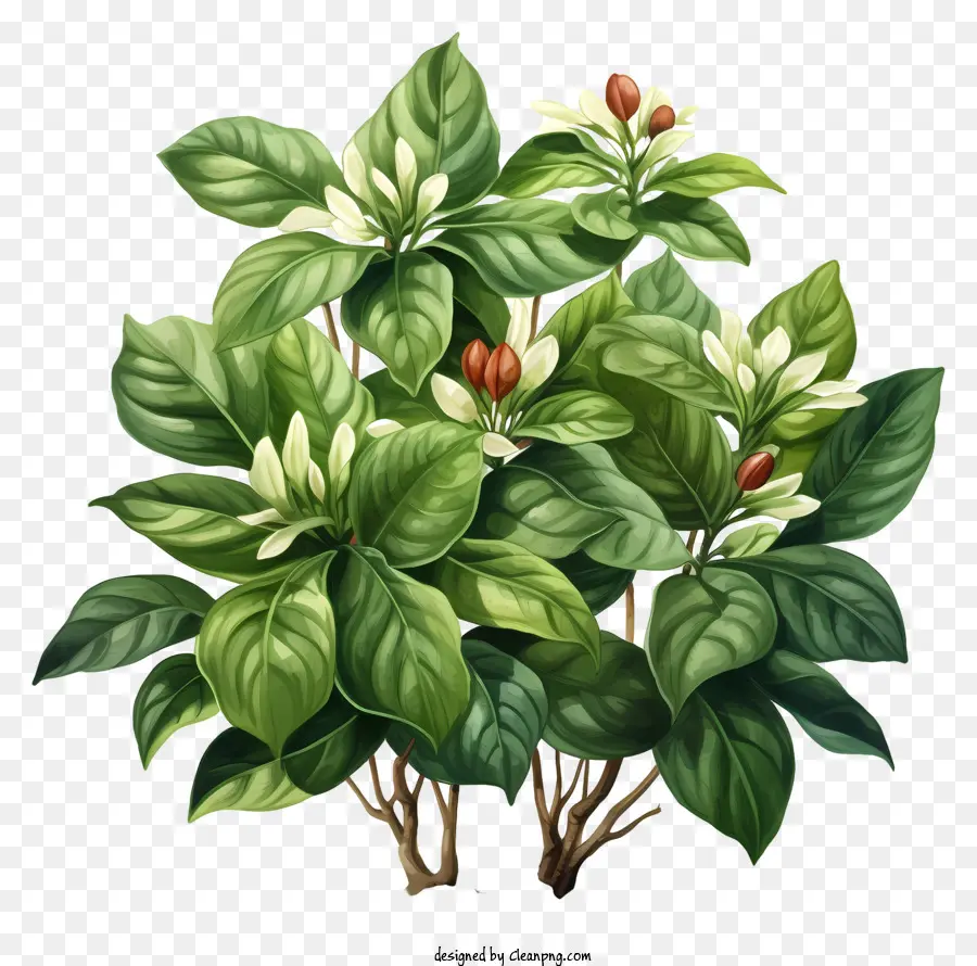 Realistischer Stil Kaffeepflanze Digitale Gemälde grüne Pflanze weiße Blumen rote Blumen - Digitales Gemälde der grünen Pflanze mit weißen und roten Blumen auf schwarzem Hintergrund