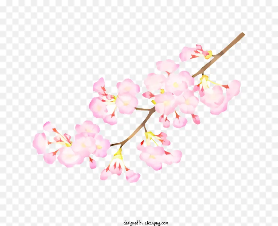 ast - Pink Blumener Zweig, der vor schwarzem Hintergrund schwankte