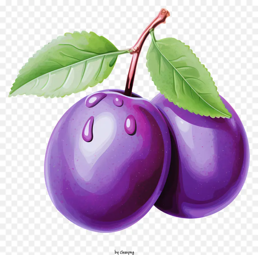 pastel plum purple plums fresh plums ripe plums missing leaf plum