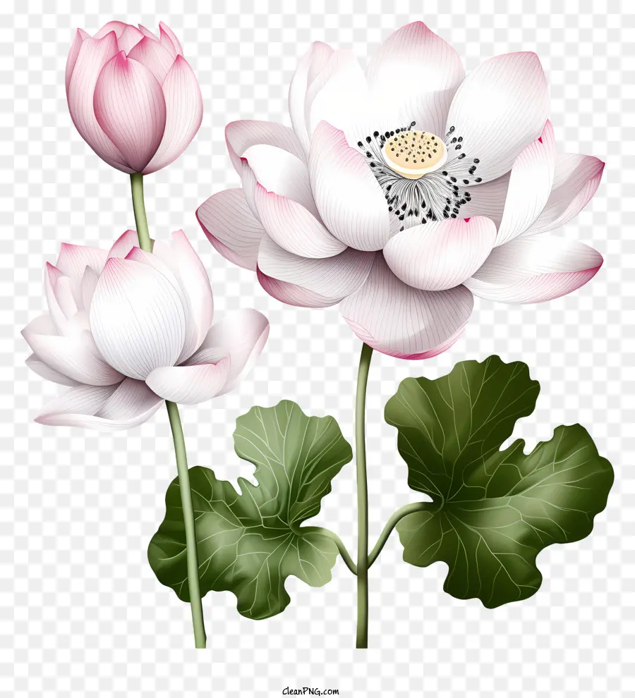 sketch style lotus flower pink lotus symmetrical arrangement petals leaves