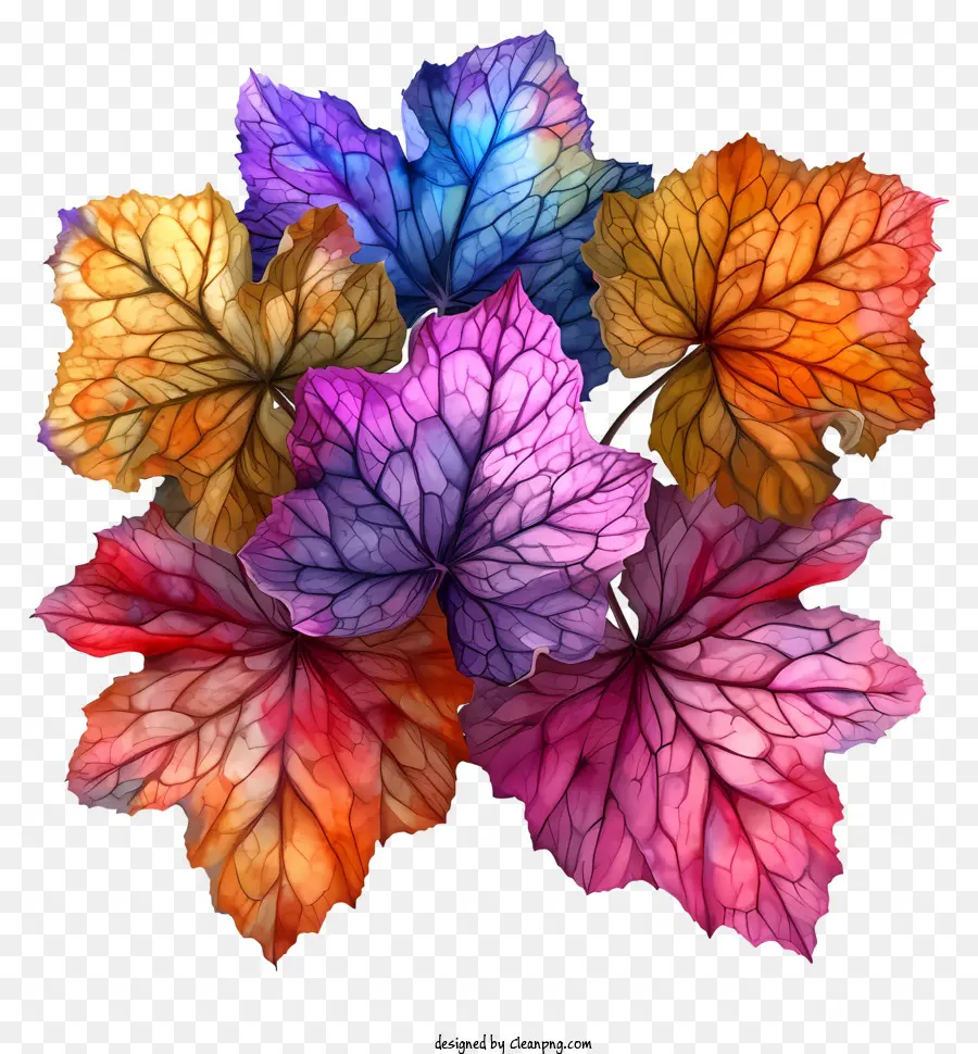 trái cam - Cận cảnh những chiếc lá đầy màu sắc được sắp xếp trên nền đen