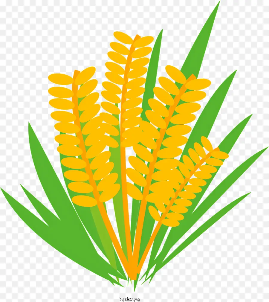 Weizen - Hohe grüne Weizenstiele mit gelben Blättern