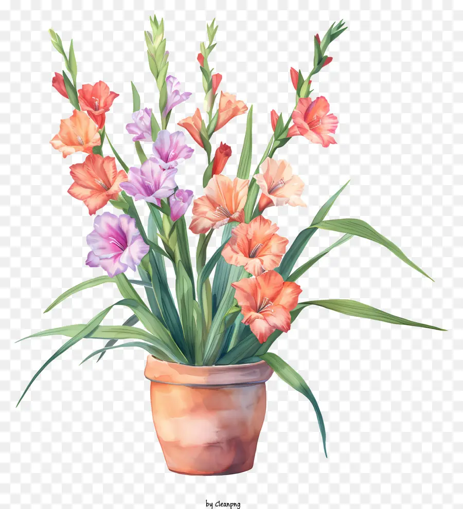 hoa nồi - Hoa đầy màu sắc trong nồi đất sét được bảo trì tốt