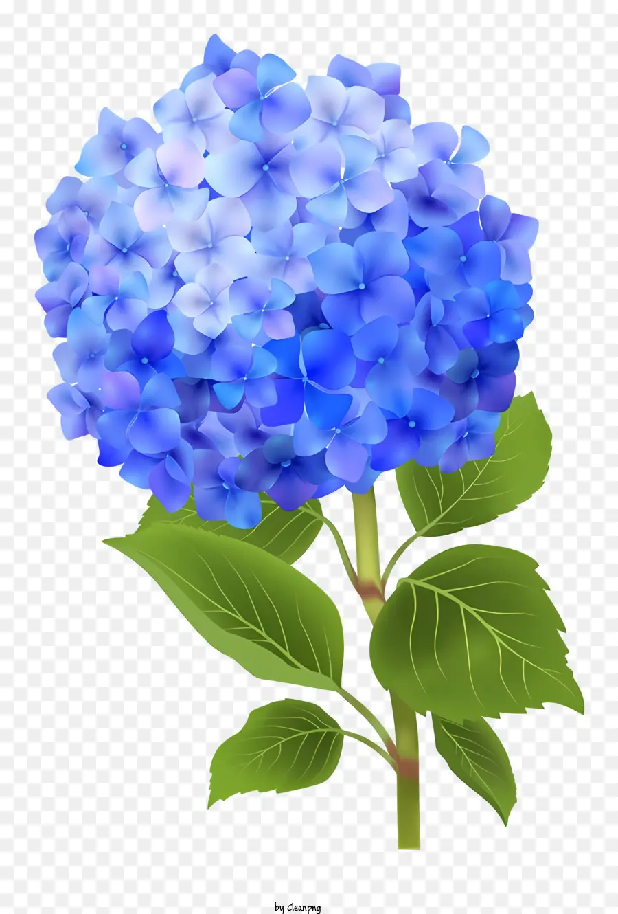 hortensie blaue Hydrantblume schwarze Hintergrund grüne Blätter einzelner Stiel - Blaue Hydrantblume mit grünen Blättern auf Schwarz