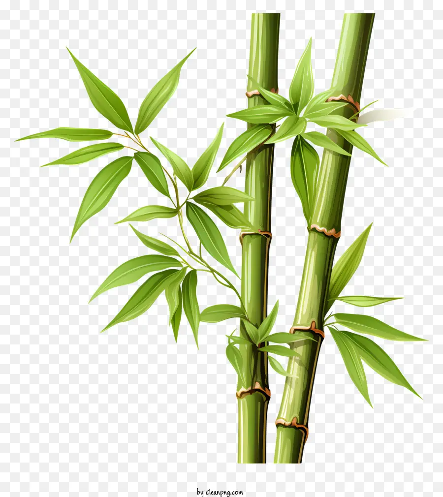 pianta di bambù - Albero di bambù con foglie verdi lucenti