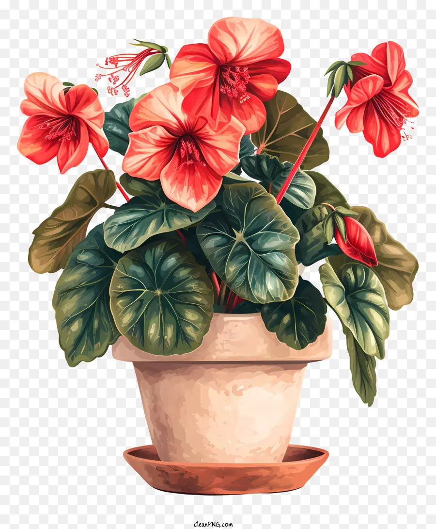 begonia ceramic pot bright red flowers bud stage full bloom