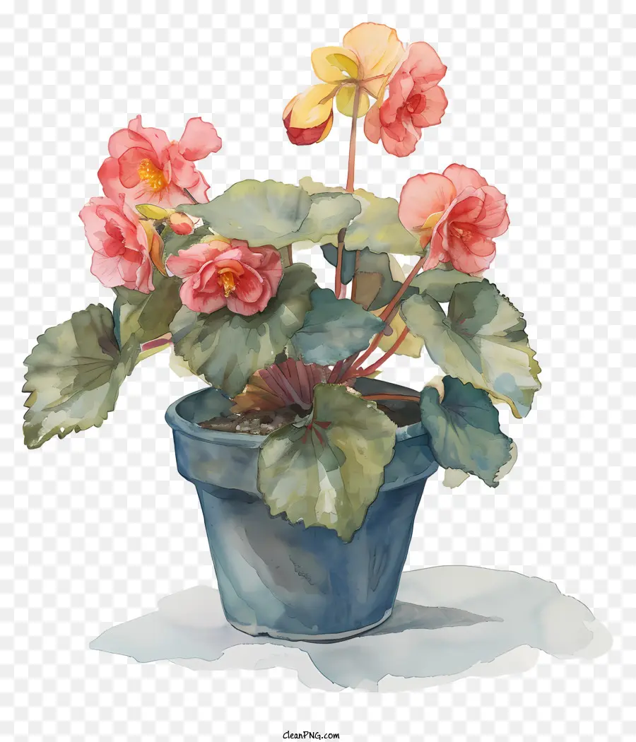 begonia potted flower banana plant pink blooms green leaves