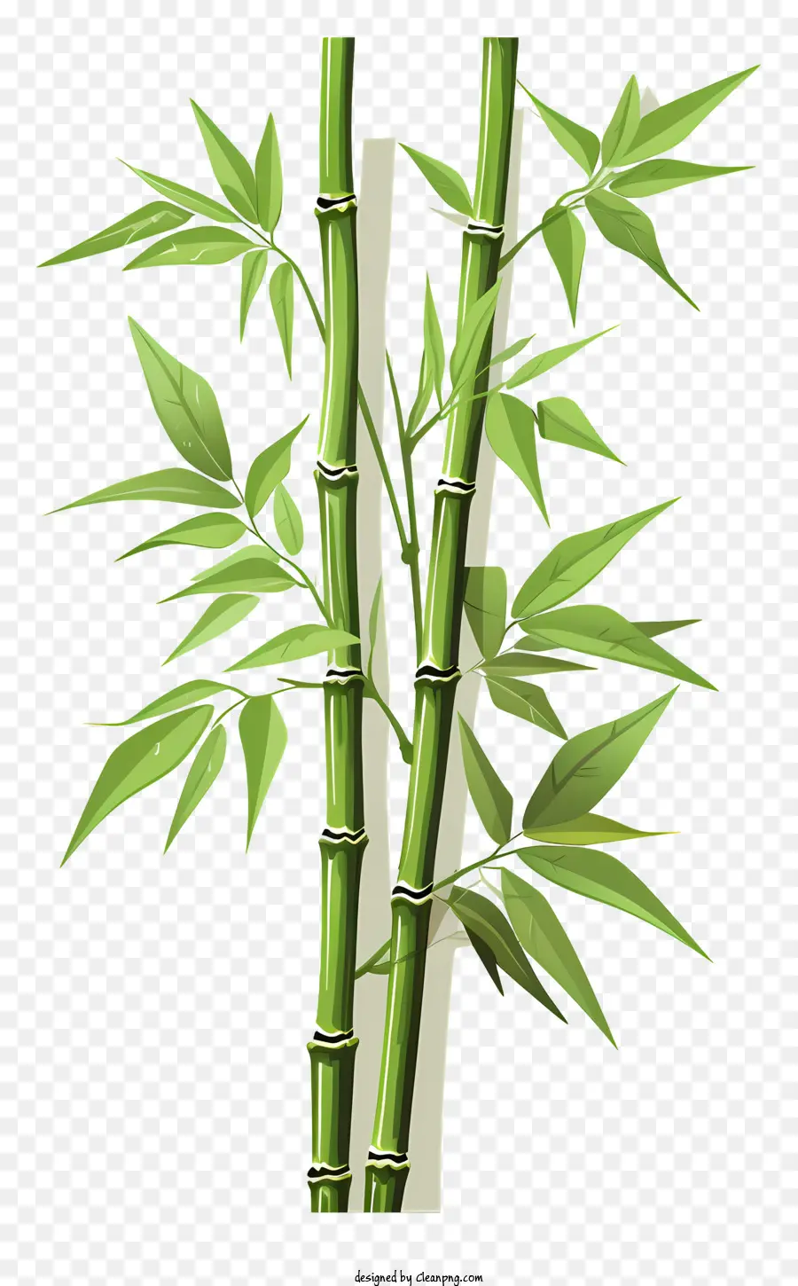 hand drawn bamboo stem bamboo plant green leaves bamboo stalks real plant