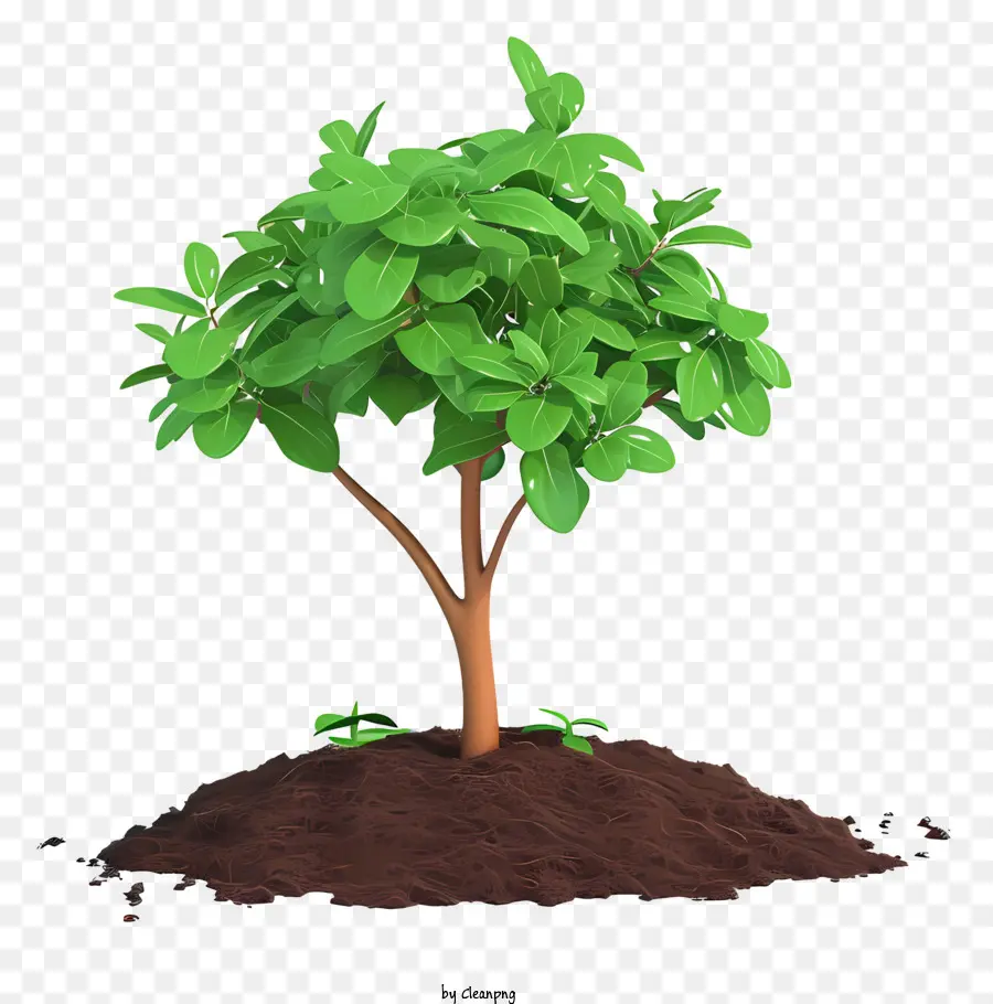 flat planting tree tree healthy green leaves soil