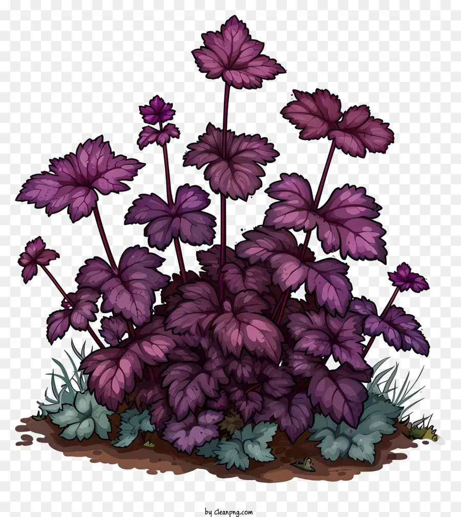 Crevice Allumroot Micrantha heuchera Flowers Purple Blooming Flowers - Vista ravvicinata di fiori viola in fiore