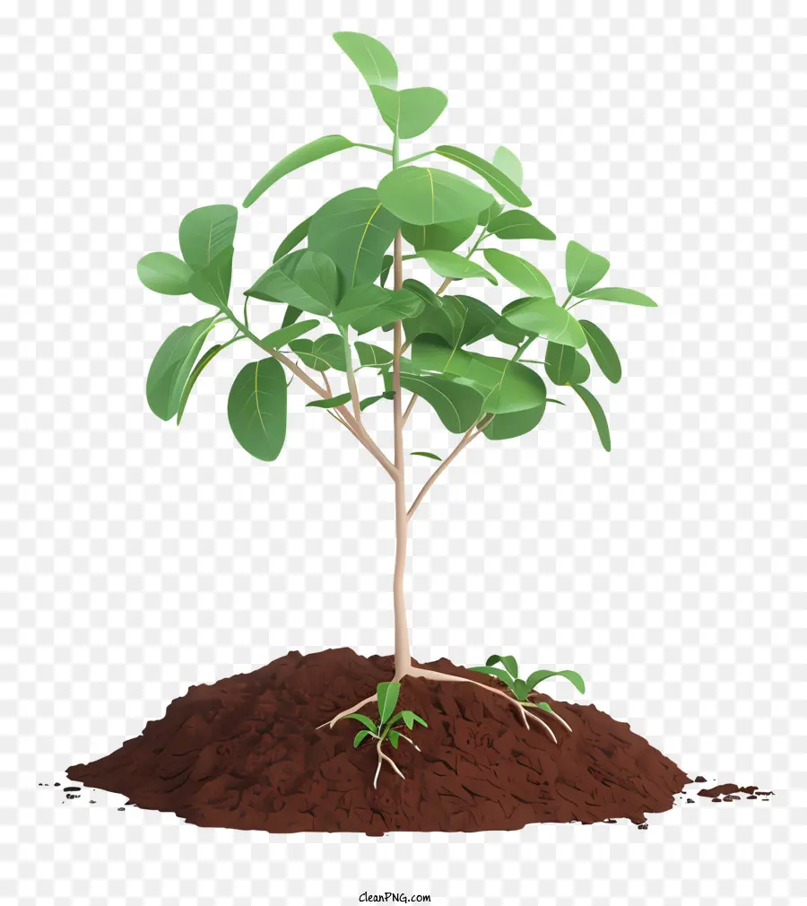 cây nhỏ - Cây đơn độc, khỏe mạnh với rễ có thể nhìn thấy trong đất