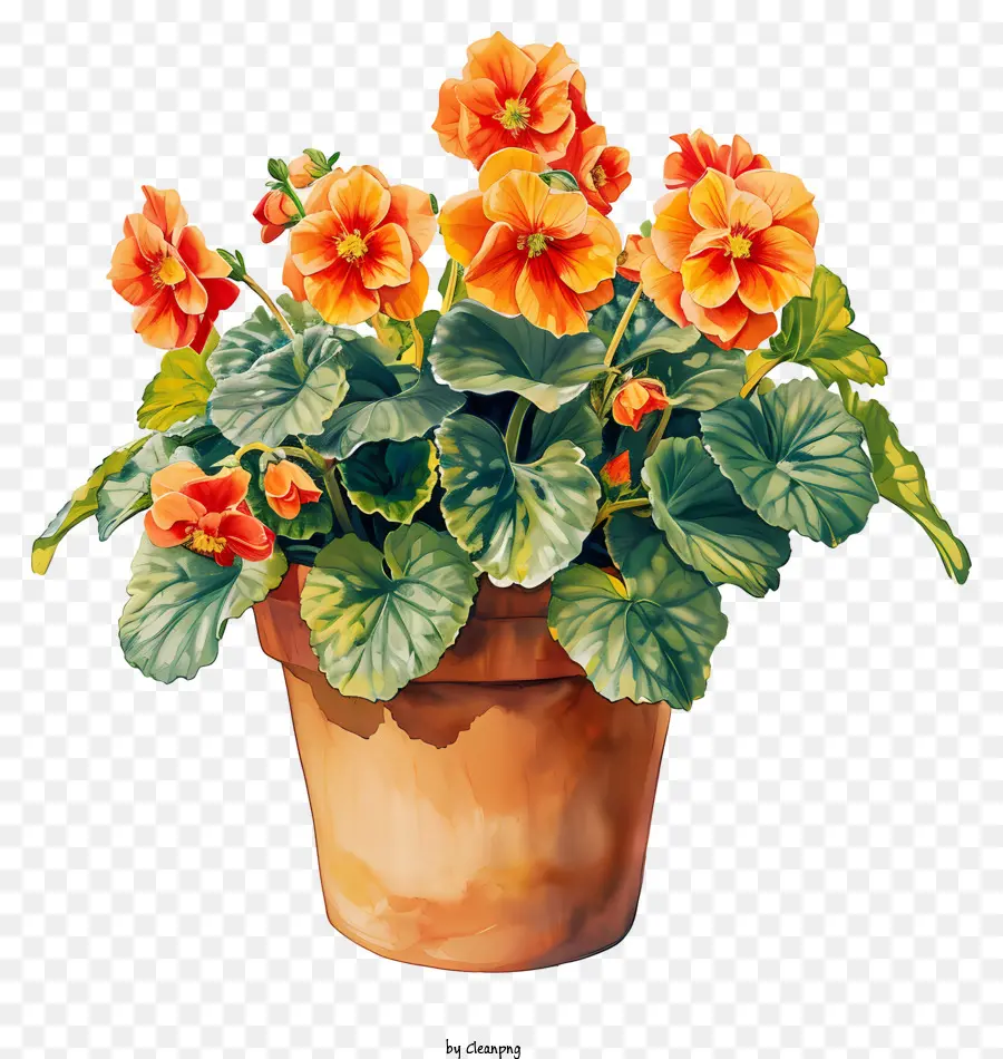 Begonia WaterColor Painting pianta in vaso fiori arancioni grandi foglie - Vibrante pittura ad acquerello di fiore arancione in vaso