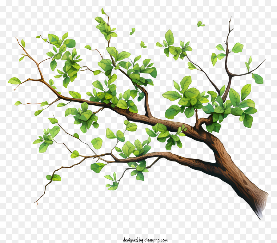 ramo di albero - Ramo dell'albero con foglie verdi su sfondo nero