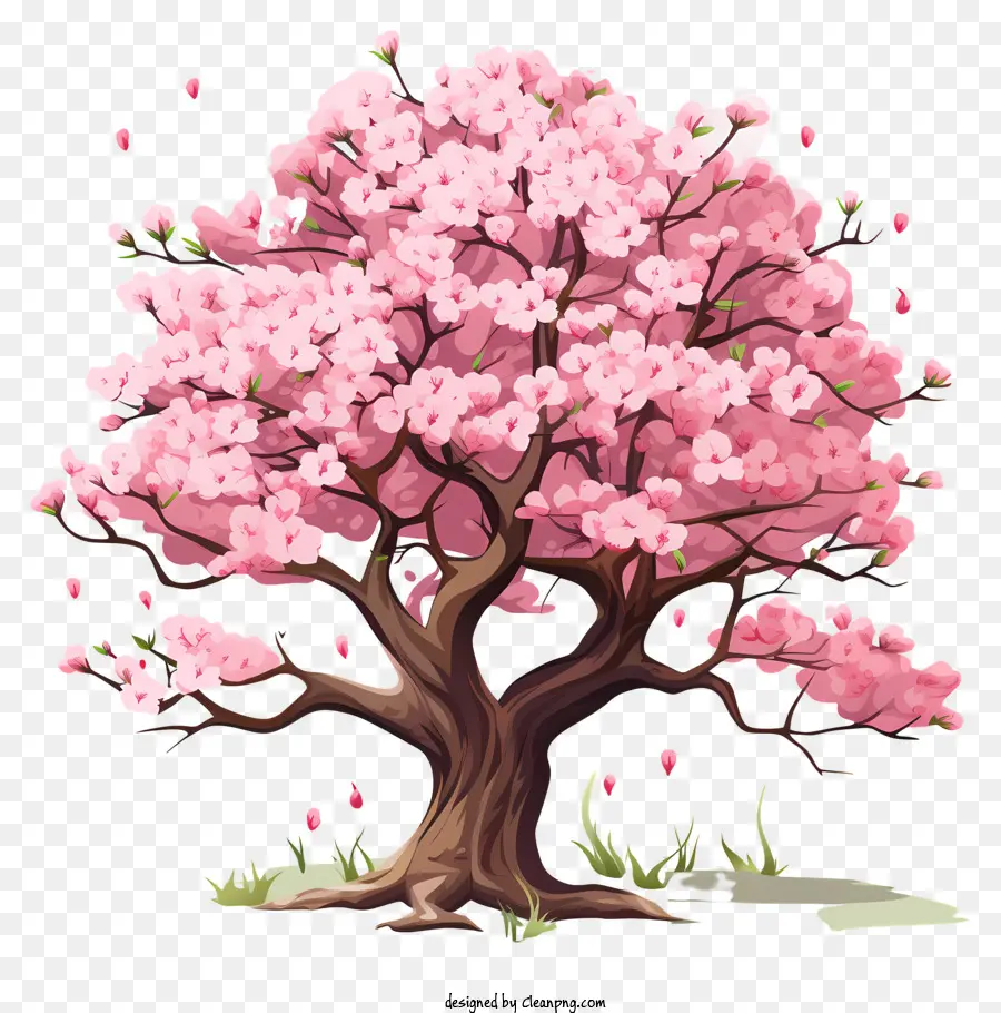 Kirschblüte - Rosa Kirschbaum mit kleinen Blumen auf Schwarz