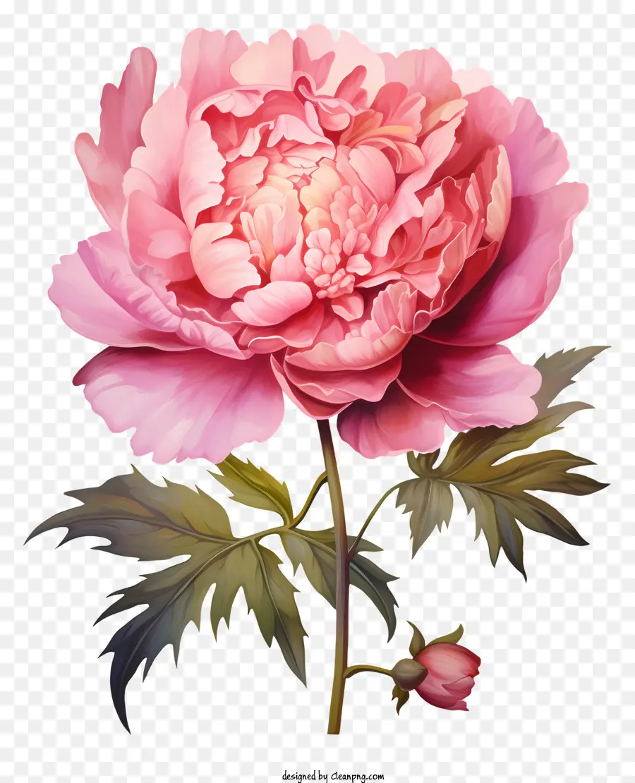 watercolor peony flower peony flower pink peony flower with green leaves pink petals