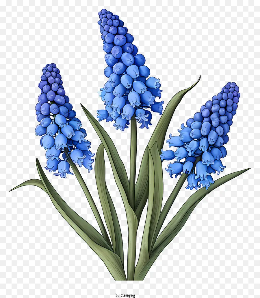 Gesteck - Geschlossene blaue Hyazinthenblüten auf schwarzem Hintergrund
