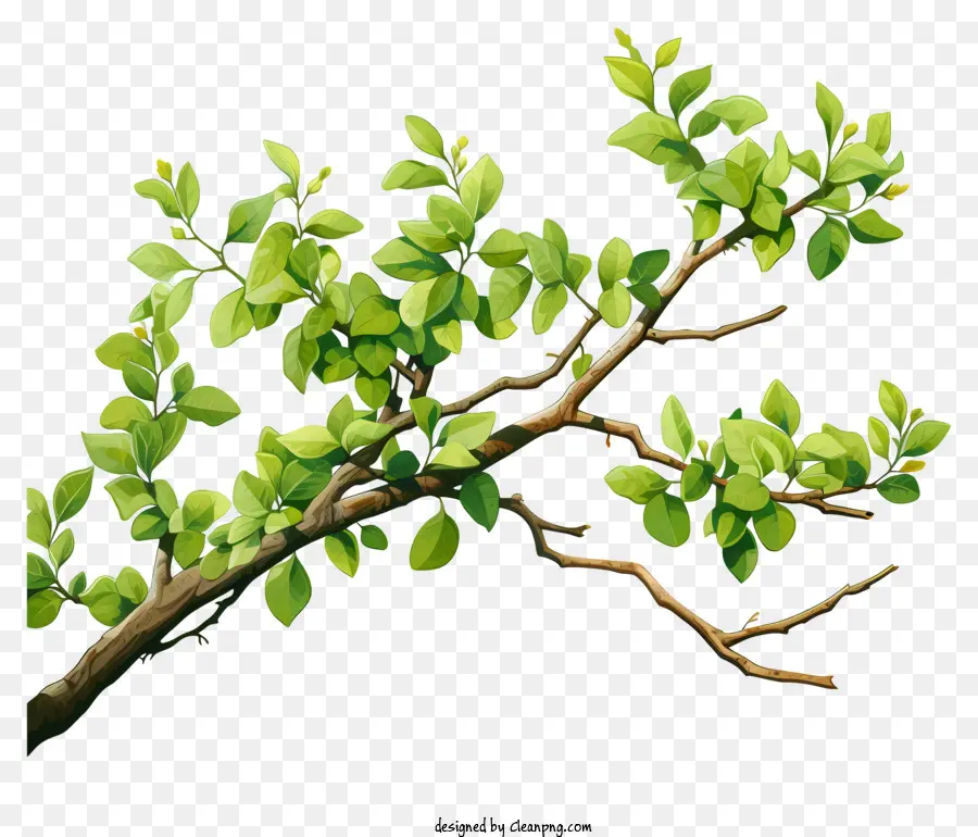 Cành cây màu nước nhánh cây xanh lá cây lá cây lá cây đơn thân cây đung đưa - Hình ảnh: Cành xanh Sways, không có hoa hoặc quả mọng