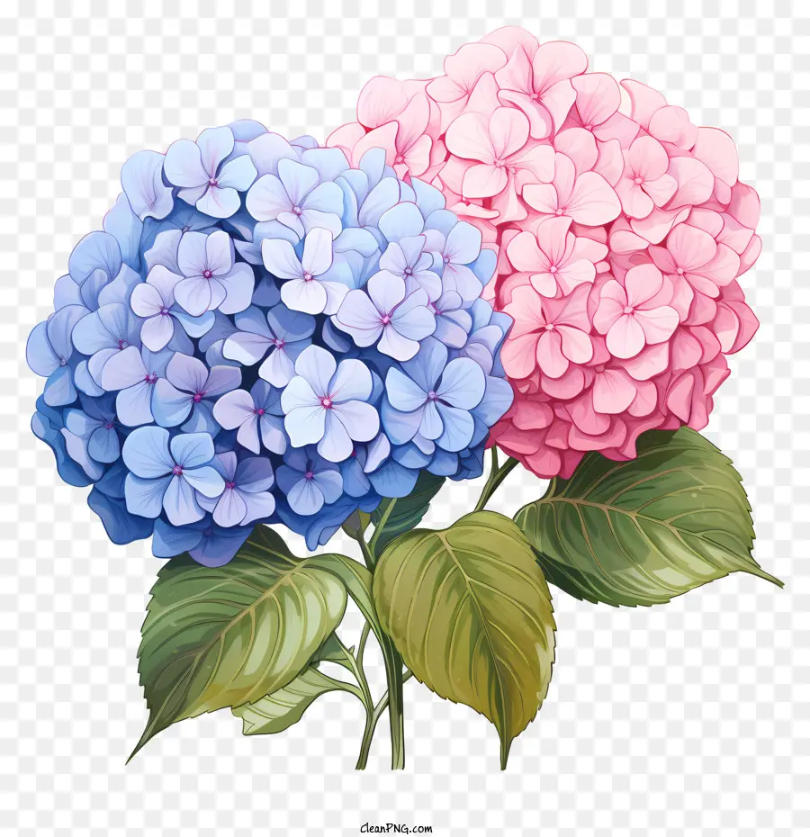 Doodle-Stil Hortensie Blumenhordera rosa und blaue Blumen Nahaufnahme schwarzer Hintergrund - Nahaufnahme von lebendigen rosa und blauen Hortensien