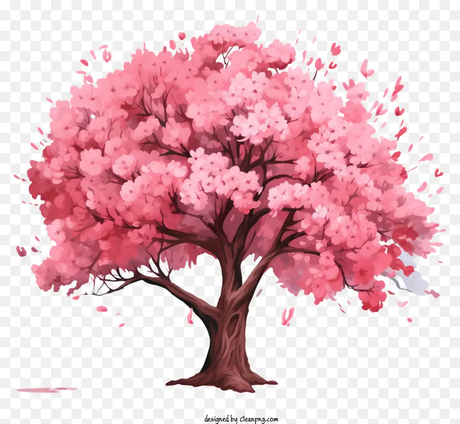 kirschblütenbaum - Rosa Kirschblütenbaum in voller Blüte