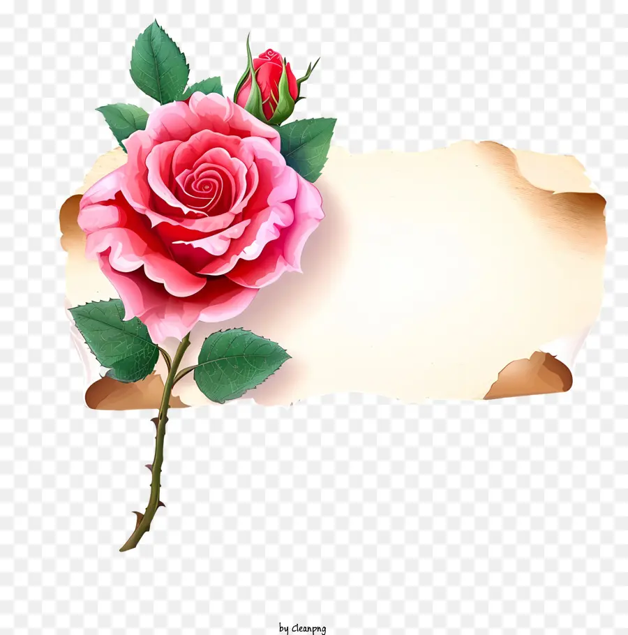hoa hồng màu hồng - Hoa hồng hồng trên giấy đen với RIP nhỏ